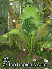 Anthurium guayanum, Anthurium bonplandii subsp. guayanum, Anthurium