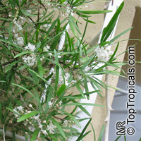 Asparagus falcatus, Sicklethorn
