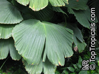 Asplundia humilis, Carludovica humilis, Asplundia