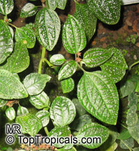 Bertolonia houtteana, Bertolonia houtteana
