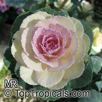 Brassica oleracea Acephala, Kale, Curly-leafed Cabbage