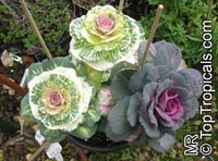 Brassica oleracea Acephala, Kale, Curly-leafed Cabbage