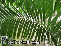 Ceratozamia mexicana, Palmilla, Forest Pineapple