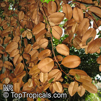 Chrysophyllum oliviforme, Satinleaf, Satin Leaf 