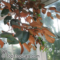 Chrysophyllum oliviforme, Satinleaf, Satin Leaf 