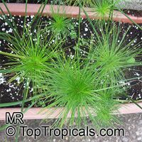 Cyperus sp., Flatsedge