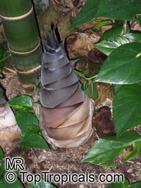 Dendrocalamus giganteus, Bambusa gigantea, Giant Bamboo