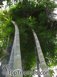 Dendrocalamus giganteus, Bambusa gigantea, Giant Bamboo