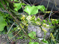 Dioscorea elephantipes, Testudinaria elephantipes, Elephant foot, Turtle shell, Hottentot-Bread