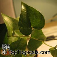 Dioscorea sp., Yam
