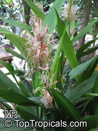 Dracaena sp., Dracaena