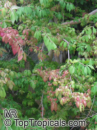 Euonymus sp., Evergreen Euonymus