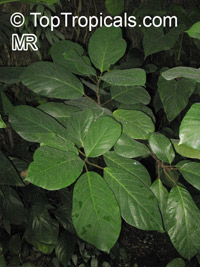 Ficus sp., Ficus