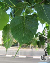Ficus religiosa, Bo-Tree, Sacred Ficus