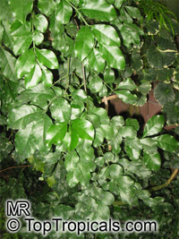Hippocratea paniculata, Hippocratea