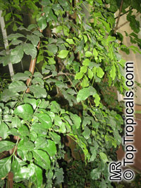 Hippocratea paniculata, Hippocratea