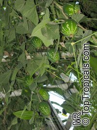 Dieterlea maxima, Ibervillea maxima, Dieterlea