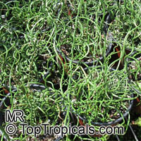 Juncus effusus Spiralis, Juncus effusus var. decipiens, Corkscrew Rush, Spiral Rush, Soft Rush