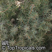 Juniperus sp., Juniper