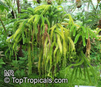Lycopodium sp., Rock Tassel Fern, Club Moss