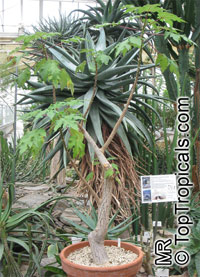 Obetia ficifolia, Urtica ficifolia