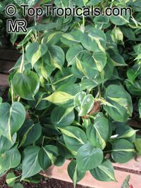 Philodendron scandens, Philodendron cordatum, Philodendron hederaceum, Heart Leaf Philodendron