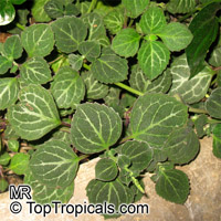 Plectranthus sp., Plectranthus