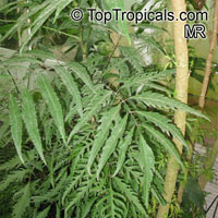 Polyscias sp., Panax, Aralia