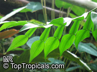 Pothos sp., Pothos