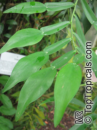Pothos sp., Pothos