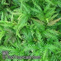 Selaginella sp., Spikemoss