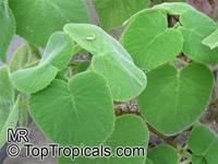 Tetradenia cordata, Madagascar Mint