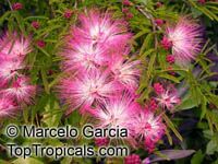 Calliandra selloi, Acacia selloi, Calliandra brevipes, Powderpuff