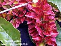 Combretum fruticosum, Orange Flame Vine, Chameleon Vine Combretum fruticosum, Orange Flame Vine, Chameleon Vine