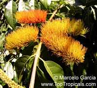 Combretum fruticosum, Orange Flame Vine, Chameleon Vine Combretum fruticosum, Orange Flame Vine, Chameleon Vine