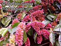 Combretum fruticosum, Orange Flame Vine, Chameleon Vine Combretum fruticosum, Orange Flame Vine, Chameleon Vine