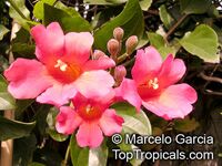 Distictis buccinatoria, Phaedranthus buccinatorious, Bignonia buccinatoria, Mexican Blood Flower, Blood Trumpet Vine