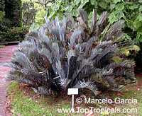 Encephalartos lehmanii