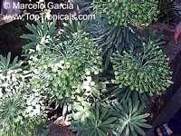 Euphorbia characias, Bush Spurge