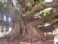 Ficus sp., Ficus