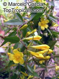 Gelsemium sempervirens, Yellow Jessamine, Carolina Jasmine, Yellow jessamine, Trumpet Flower