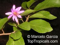 Grewia occidentalis, Grewia asiatica, Lavender Star Flower