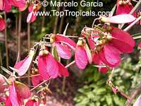 Heteropterys (Heteropteris) angustifolia, Mariposa, Red Wing
