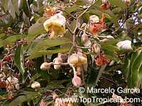 Luehea divaricata, Acoita Cavalo