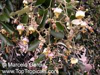 Luehea divaricata, Acoita Cavalo