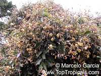Luehea divaricata, Acoita Cavalo