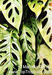 Monstera obliqua, Monstera, Window Leaf