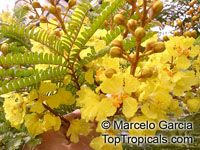 Peltophorum dubium, Yellow Poinciana
