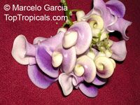Vigna caracalla, Phaseolus caracalla Vigna caracalla, Phaseolus caracalla