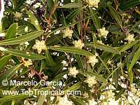 Quillaja brasiliensis, Palo Jab�n